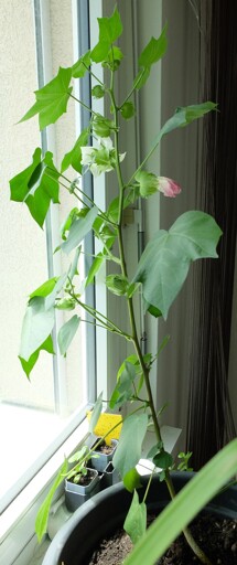 A potted cotton plant with two flowers, one open and white, the other pink and wilted. Behind on the windowsilt a small basil plant, and the top of a jade, and some yellow stick trap with fungus gnats.