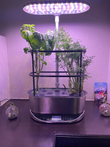 Aeroponic houseplants