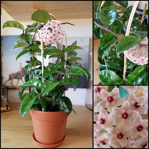 Hoya krinkle 8 in bloom